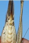 Platycleis affinis