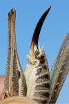 Platycleis affinis
