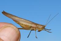 Ruspolia nitidula