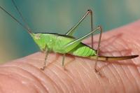 Conocephalus fuscus