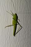 Phaneroptera nana
