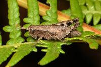 Pezotettix giornae