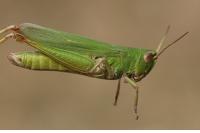 Pseudochorthippus parallelus