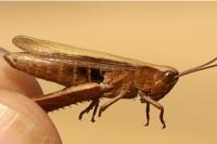 Chorthippus albomarginatus