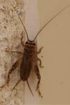 Eumodicogryllus bordigalensis