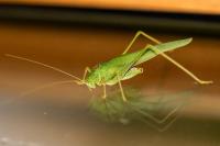Phaneroptera nana