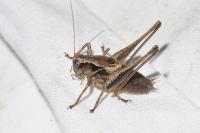 Pholidoptera griseoaptera