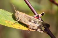 Aiolopus strepens