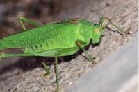 Phaneroptera falcata