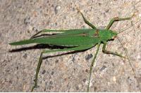 Phaneroptera falcata