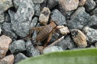 Nemobius sylvestris