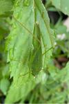 Phaneroptera nana