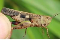 Aiolopus strepens