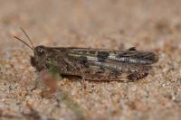 Aiolopus thalassinus