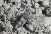 Oedipoda caerulescens