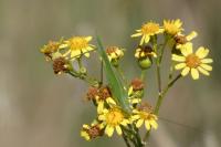 Phaneroptera falcata