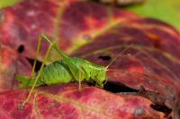 Leptophyes punctatissima