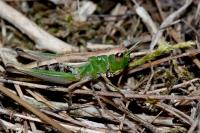 Pseudochorthippus parallelus