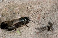 Gryllus campestris