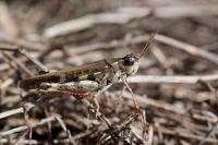 Aiolopus thalassinus