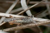 Gomphocerippus brunneus