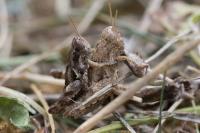 Pezotettix giornae