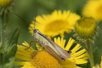 Mecostethus parapleurus