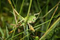 Decticus verrucivorus