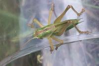 Tettigonia viridissima