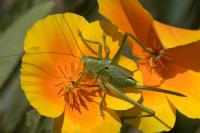 Tettigonia viridissima