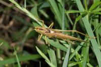 Tettigonia viridissima