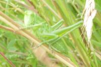 Tettigonia viridissima