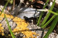 Pteronemobius heydenii