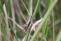 Gomphocerippus vagans