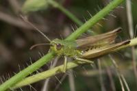 Pseudochorthippus parallelus