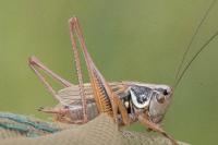 Roeseliana roeselii