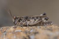 Dociostaurus genei