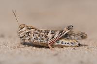 Oedaleus decorus