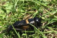Gryllus campestris