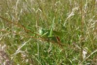 Tettigonia viridissima