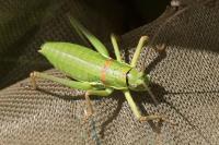 Ephippiger diurnus