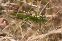 Tettigonia viridissima
