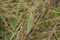 Tettigonia viridissima