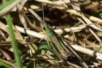 Pseudochorthippus parallelus