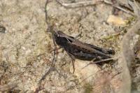 Omocestus rufipes