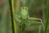 Tettigonia viridissima