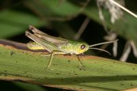 Pseudochorthippus parallelus