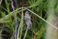 Oedipoda caerulescens