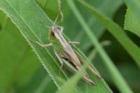 Pseudochorthippus parallelus