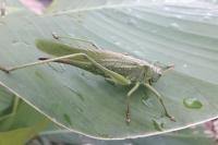 Tettigonia viridissima